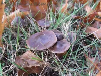 Bietengordijnzwam [Cortinarius umbrinolens]